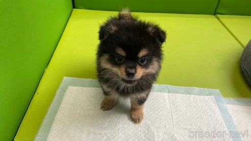成約済の兵庫県のポメチワ:ポメラニアン×チワワ-314429の4枚目